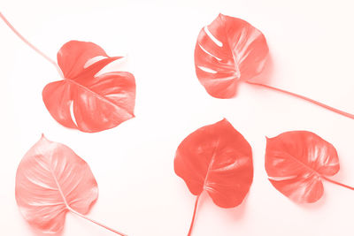 High angle view of red leaves over white background