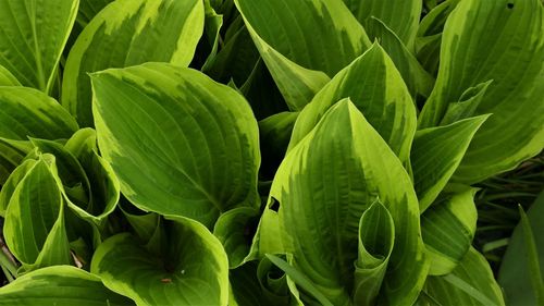 Full frame shot of fresh green leaves