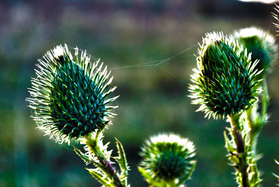 Close-up of thistle