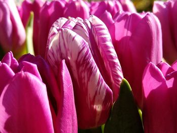 Full frame shot of pink flowering plant