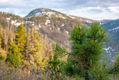 Close-up of pine tree on landscape against sky