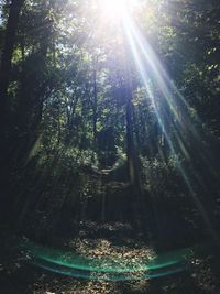 Low angle view of trees on sunny day