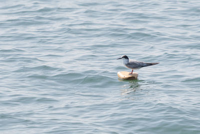 High angle view of seagull swimming in sea