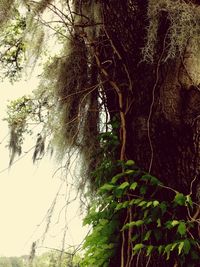 Low angle view of ivy on tree trunk in forest