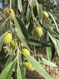 Close-up of fruit growing on tree