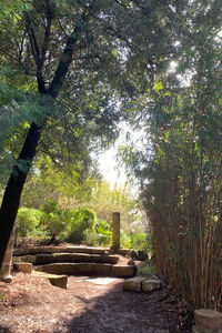 Trees growing in forest