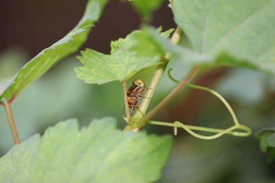 Close-up of insect on leaf
