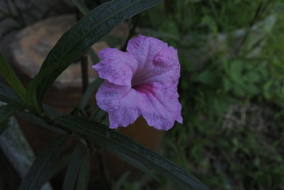 Close-up of purple flowering plant