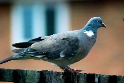 Close-up of seagull perching on railing