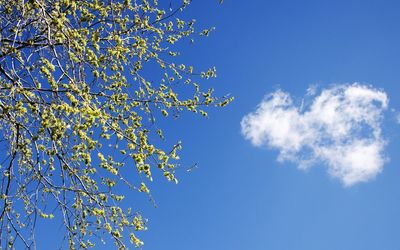 Low angle view of bird on tree against blue sky