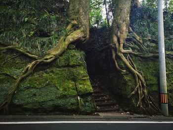 Trees growing in forest