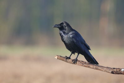 Close-up of bird perching on a branch