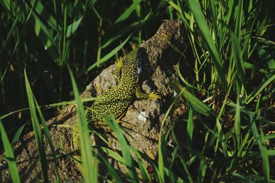 Close-up of lizard on grass