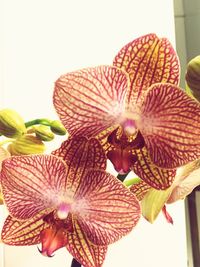 Close-up of flower plant