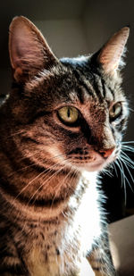 Close-up of a cat looking away