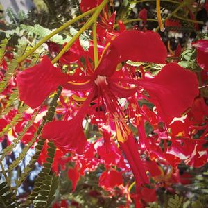 Close-up of red flowers