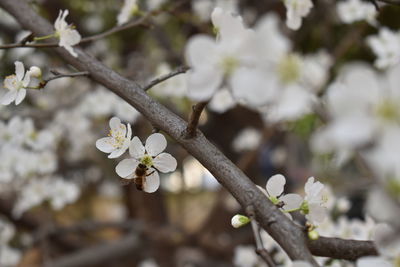 Close-up of white cherry blossoms in spring