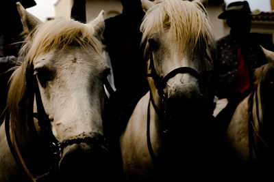 Two camargue's horses are waiting to start the procession in saintes maries de la mer