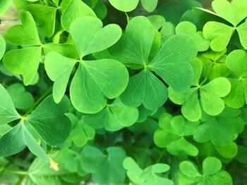 Close-up of fresh green plant