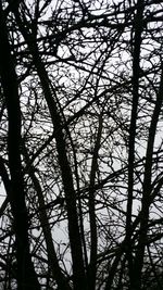 Low angle view of tree against sky