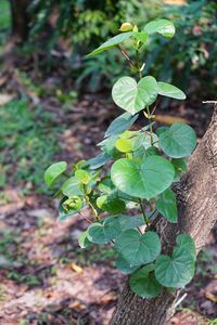 Close-up of plant