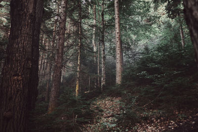 Trees in forest