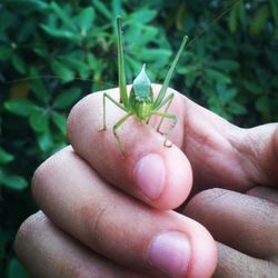 Close-up of cropped hand