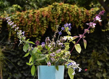 Close-up of purple flowering plant