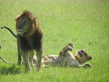 Monkey sitting on grass