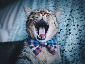 Close-up of a cat yawning