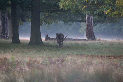 View of deer on field