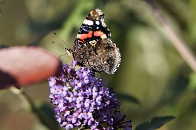 Close-up of butterfly pollinating on purple flower