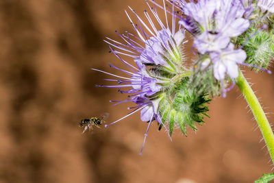 Close-up of insect on purple flower