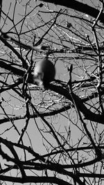 Low angle view of bird on branch