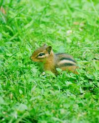 Squirrel on a field