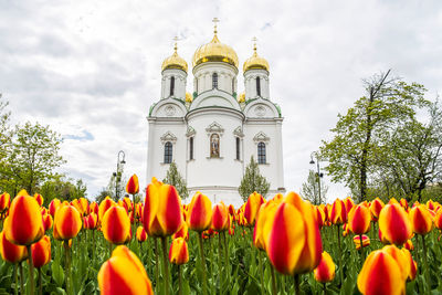 Low angle view of yellow flowers against building