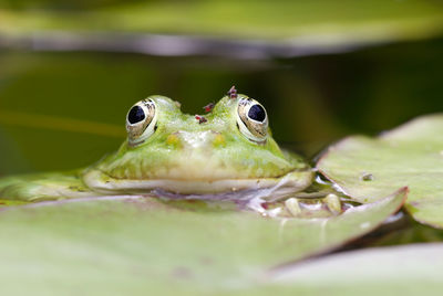 Close-up of frog