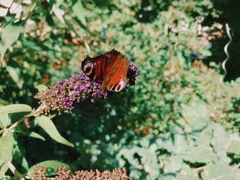 Close-up of butterfly pollinating on flower