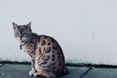 Full length of egyptian mau sitting on footpath