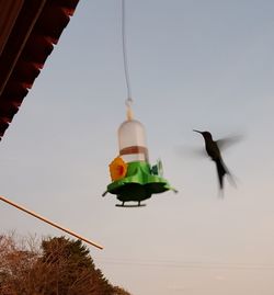 Low angle view of bird flying against sky