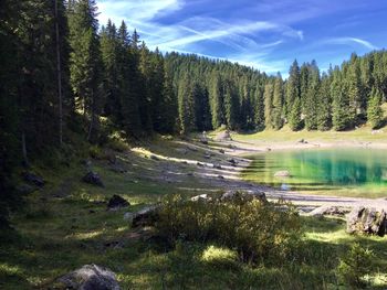 Scenic view of pine trees by lake against sky