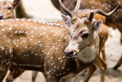 Close-up portrait of deer