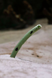 Close-up of lizard