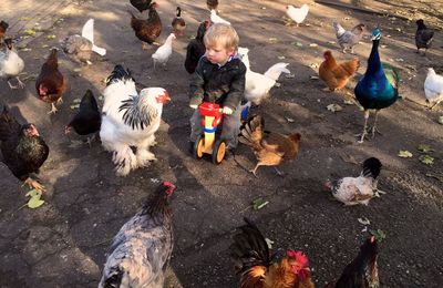 High angle view of birds on water