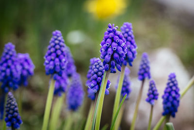 Close-up of purple flowers