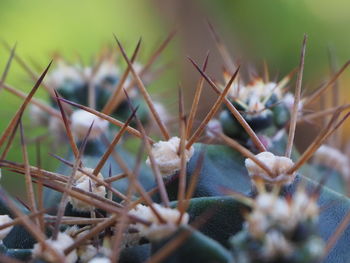 Close-up of dried plant on field