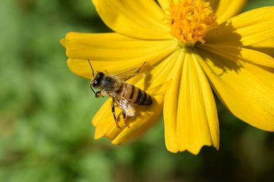 Close-up of bee pollinating on yellow flower