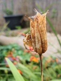 Close-up of dry leaves on plant