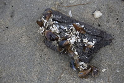 High angle view of shells on sand