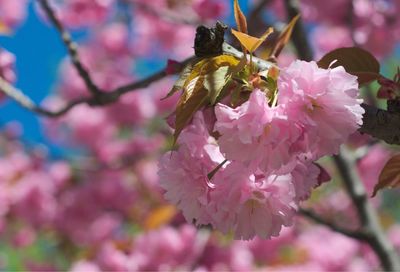 Close-up of bee on pink flowers